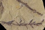 Dawn Redwood (Metasequoia) Fossil - Montana #153709-2